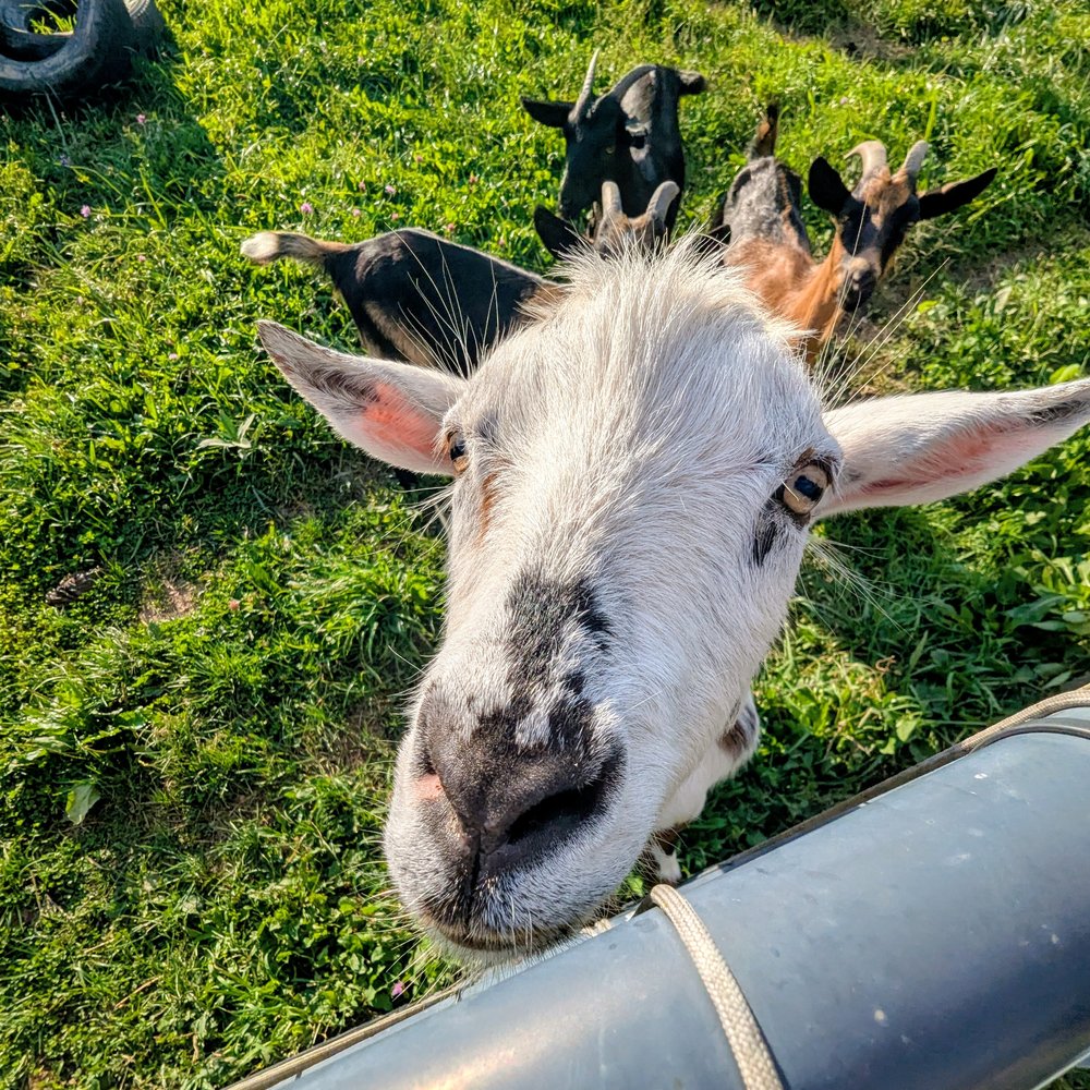 Butters, a white goat, looking straight up over the fence rail with the rest of the herd behind.