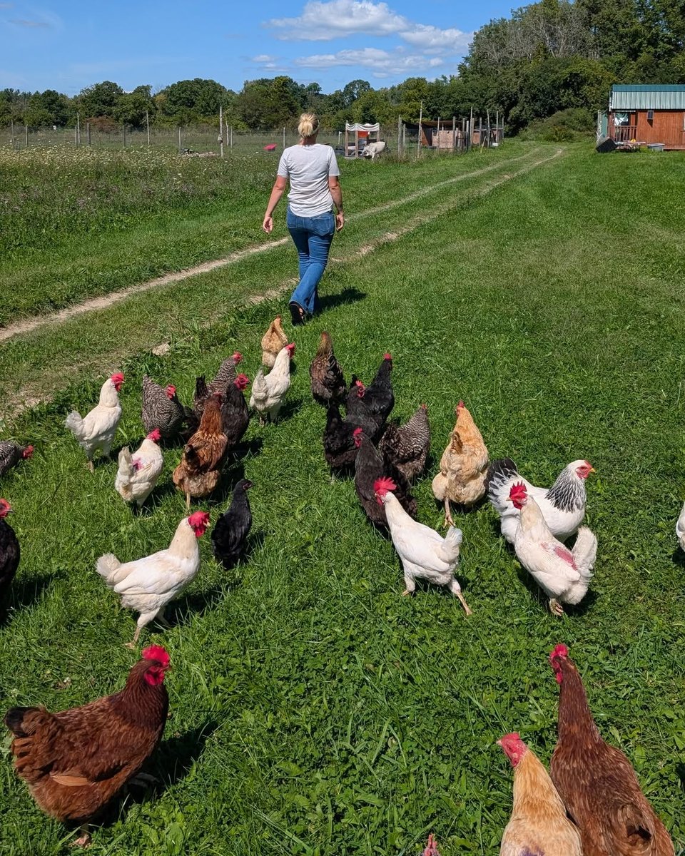Connie walking up the pasture path with the flock of hens and roosters following behind her.
