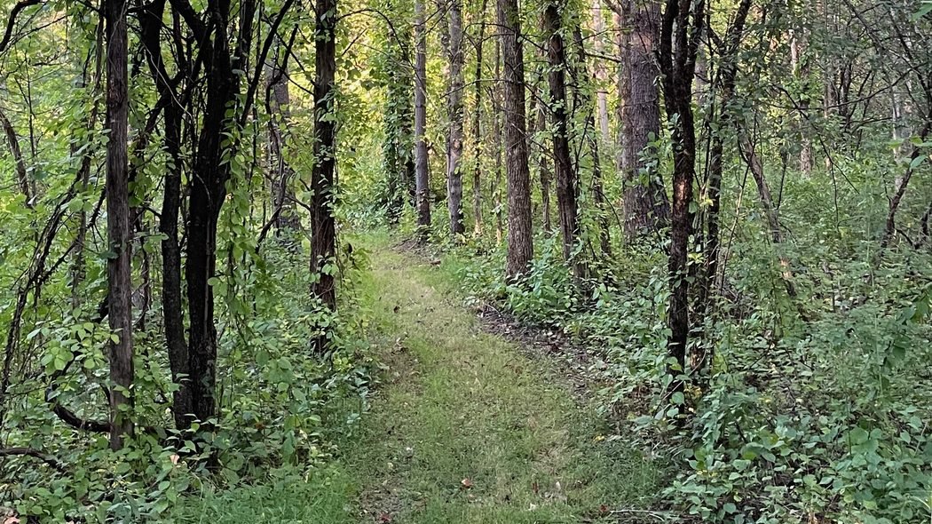 A mown trail receding through dense woods at the edge of the farm.