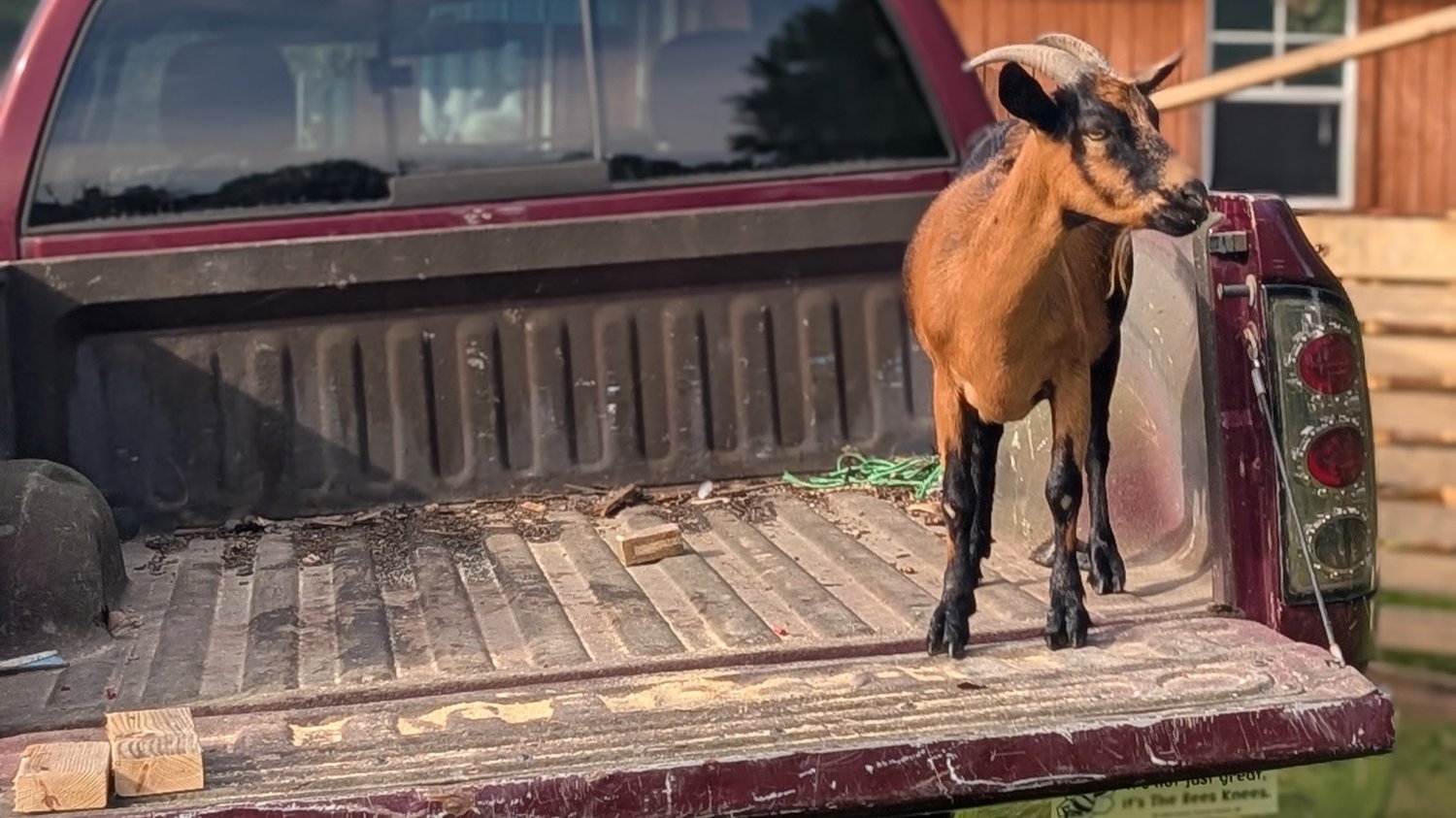 Margie the goat standing in the open bed of a pickup truck.