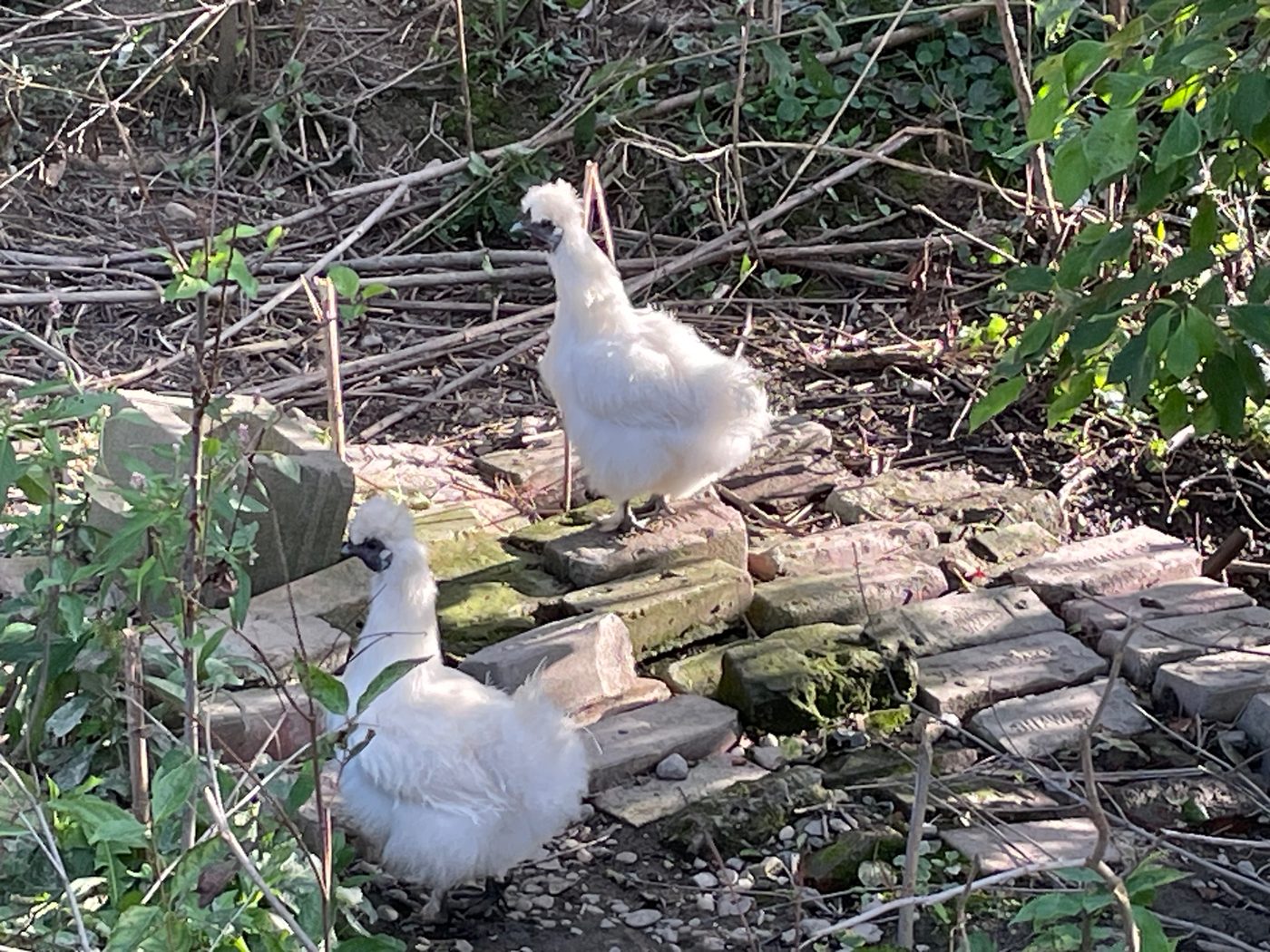 Two white Silkie hens settled in among the brush.